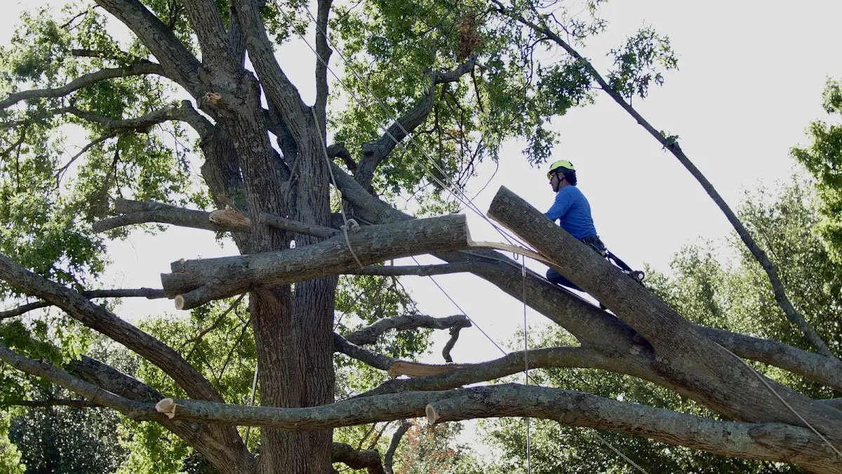 Professional Hazardous Tree Removal performed by certified arborists in Ellis