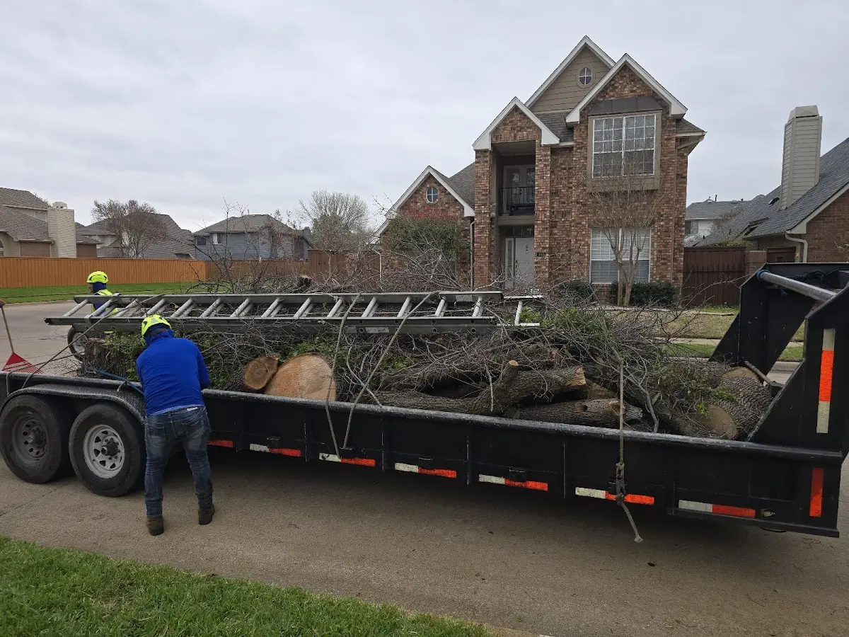 Expert Tree Removal with proper safety equipment in Ellis